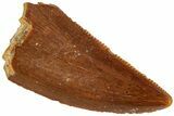 Serrated, Raptor Tooth - Real Dinosaur Tooth #233043-1